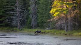 Algonquin - Pog Lake & Kearney Lake
